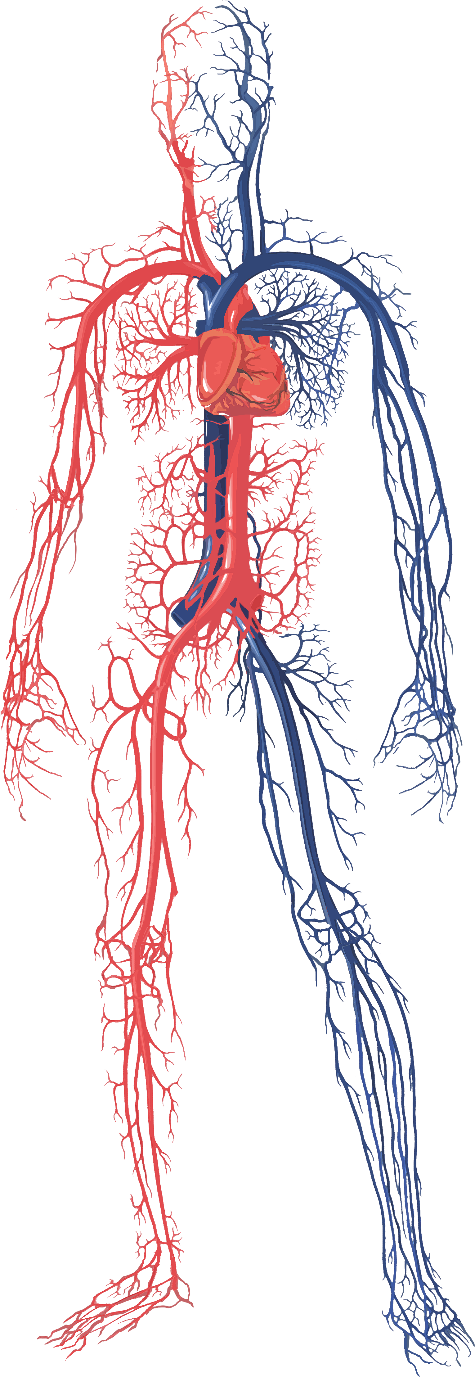 Male Circulatory System - Human Circulatory System Png (3300x5100), Png Download