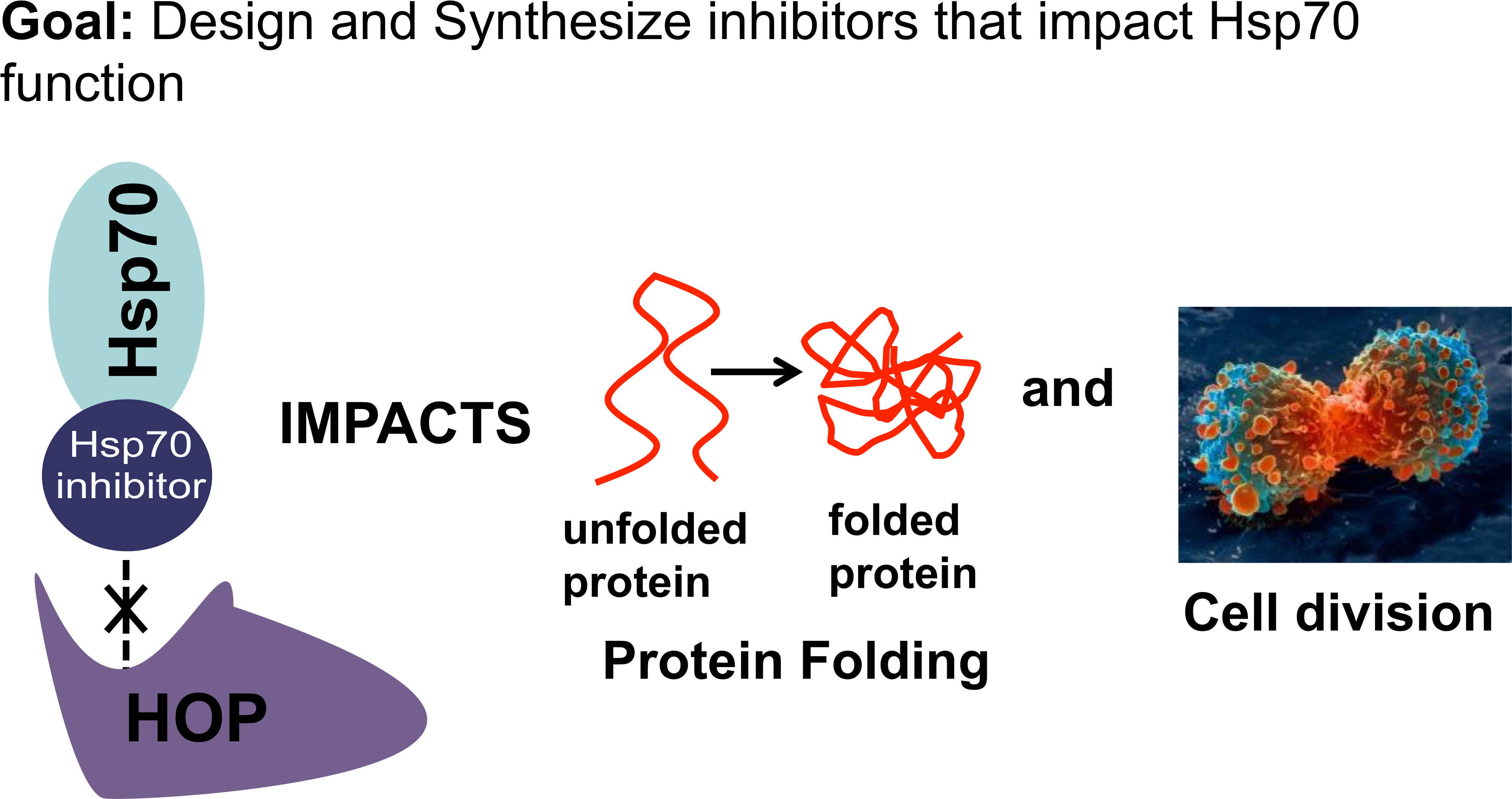 Hsp70website Picture March 2017 - Lung Cancer Cell Division, Sem - Greeting Card (4067x2211), Png Download