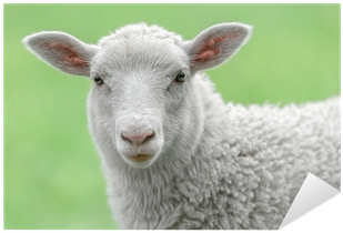 Sheep Face (400x400), Png Download