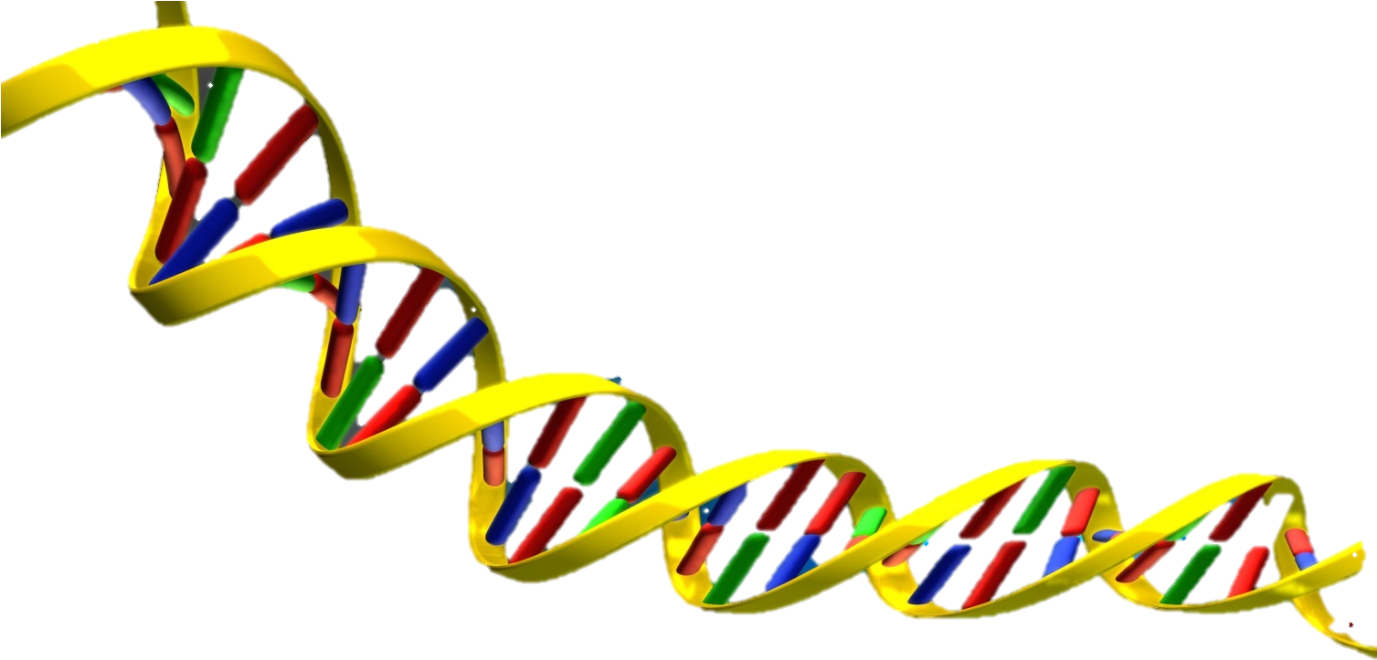 Dna Helix - Clipart Library - Dna Clipart Transparent Background (1506x901), Png Download