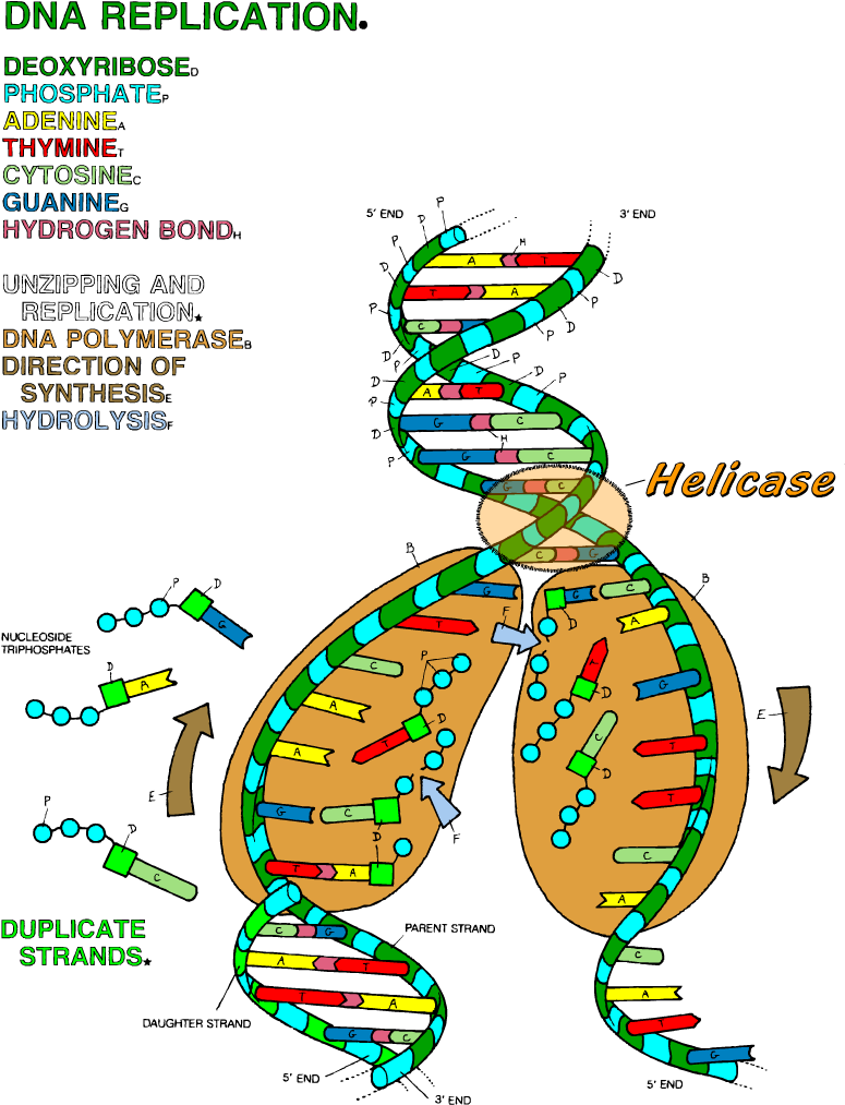 Download HD Dna The Double Helix Coloring Worksheet Dna Replication