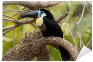 Toucan (400x400), Png Download