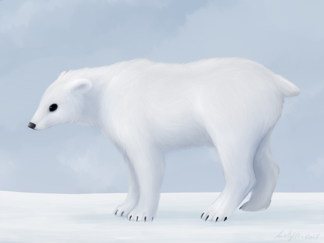 Polar Bear (1032x774), Png Download