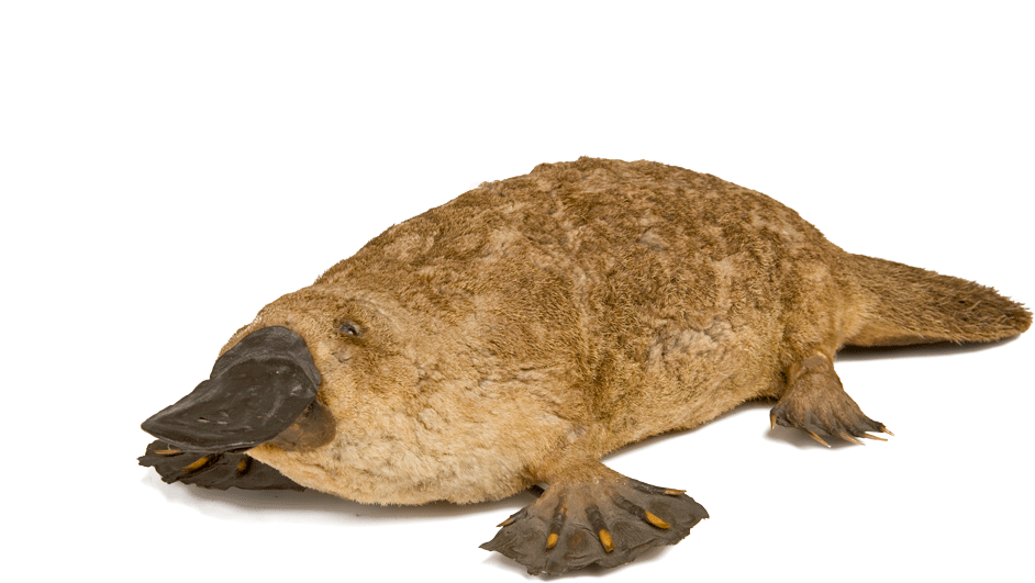 First Taxidermied Platypus (998x665), Png Download