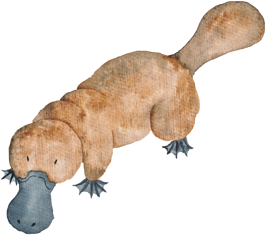 Hand Drawn Platypus Transparent Animal Png - Watercolour Australian Animals (1024x1024), Png Download