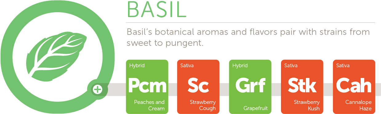 Basil@2x - Logo (1268x489), Png Download