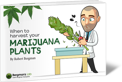 When To Harvest Your Marijuana Plants - Pink Marijuana Leaf (500x324), Png Download