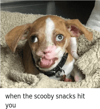 Mfw, Tfw, And Weed - Scooby Snacks Weed (400x447), Png Download