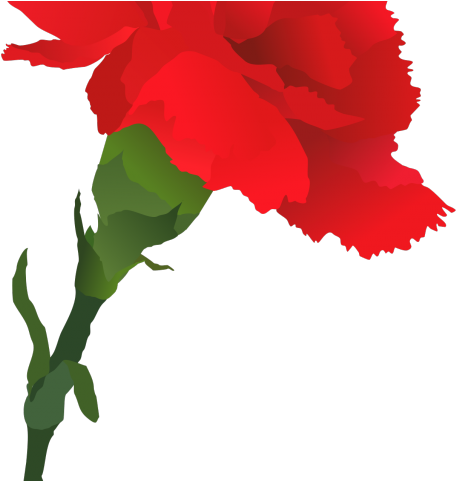Rose Clipart Carnation - Red Carnation Drawing (640x480), Png Download