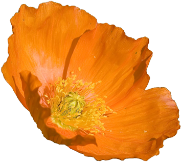California Poppy Flower Clipart - Orange Poppy Flower (364x353), Png Download