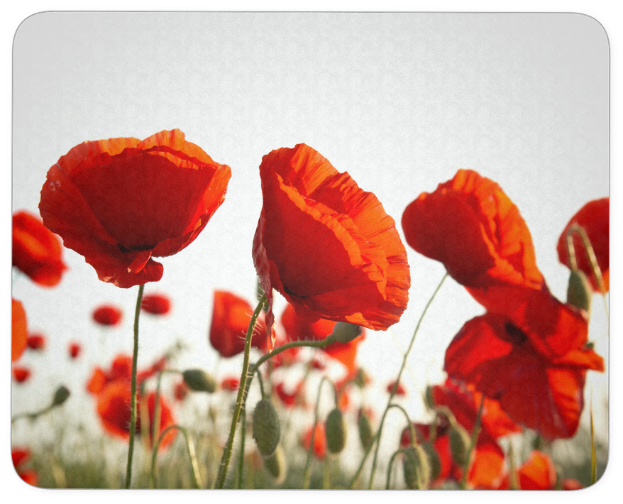 Poppy Flower Mouse Pad - Eurographics Dgs Au2106 Poppy Blossoms Tempered Kitchen (1024x1024), Png Download