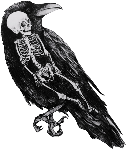 Download Hd The Crow Wondered How The Human Would Taste Bird Skeleton Drawing Transparent Png Image Nicepng Com