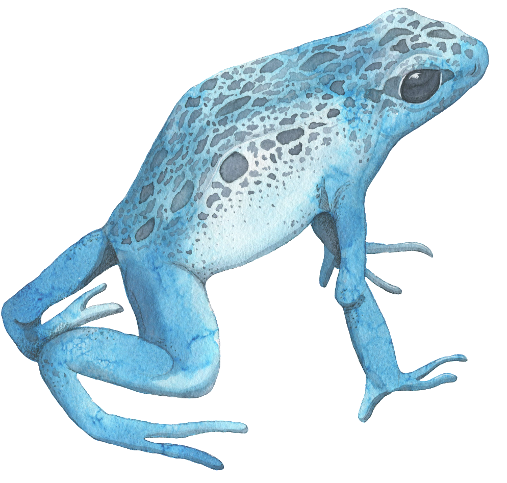 Blue Watercolor Frog Transparent Decorative Pattern - Watercolor Painting (1024x957), Png Download