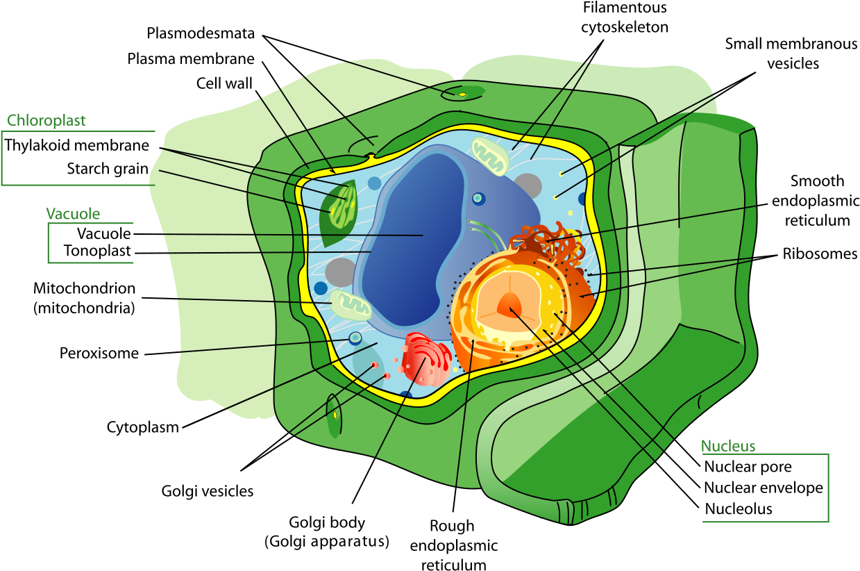 Plant Cell Structure-en - Plant Cell (1280x937), Png Download