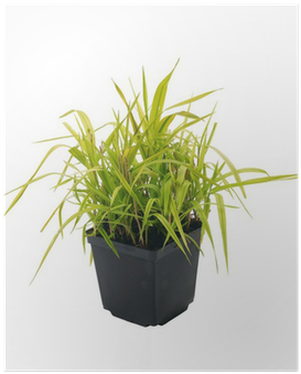 Ornamental Grass Phalaris Arundinacea Arctic Sun Poster - Phalaris (400x400), Png Download