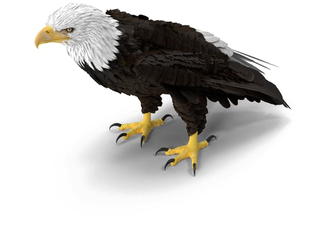 Bald Eagle Png Download Image - Eagle Standing Png (600x600), Png Download