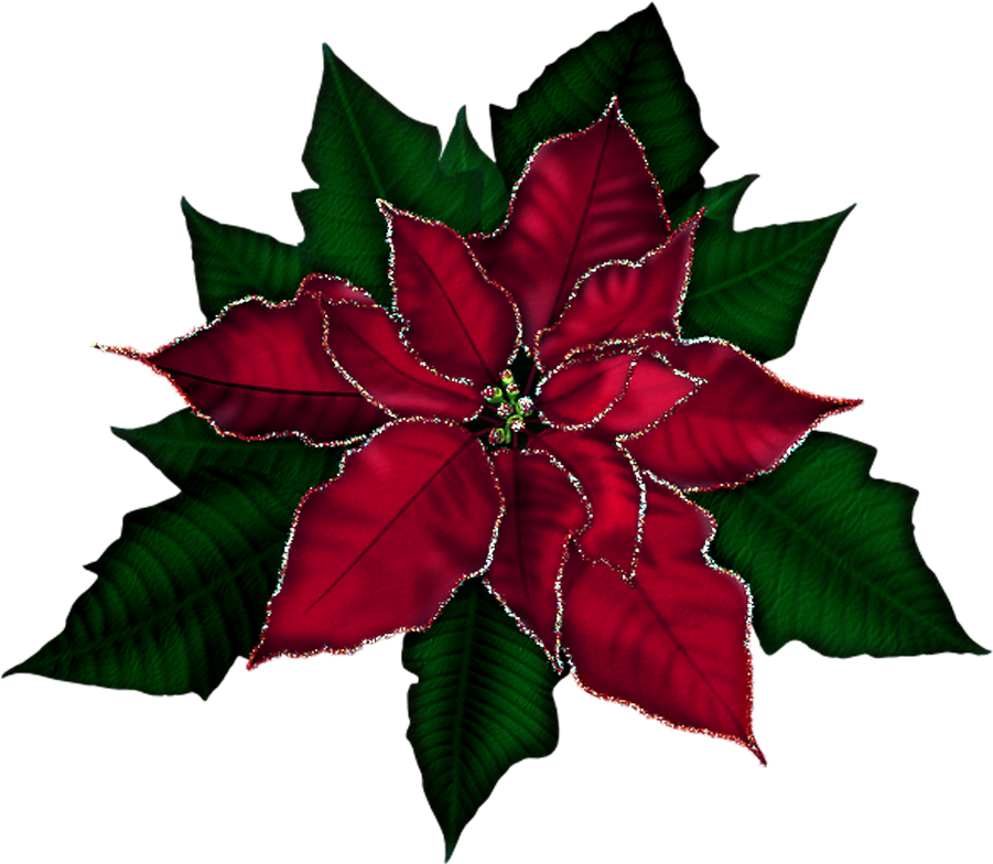 Poinsettia Clipart Gold - Poinsettia .png (913x799), Png Download