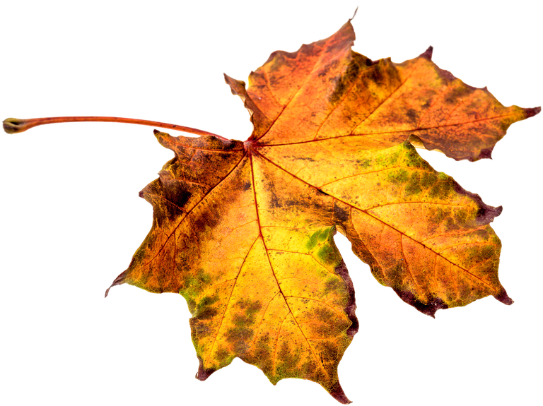 Autumn, Leaves, Leaf, Png, Transparent, Fall Color - Hoja De Otoño Png (960x640), Png Download
