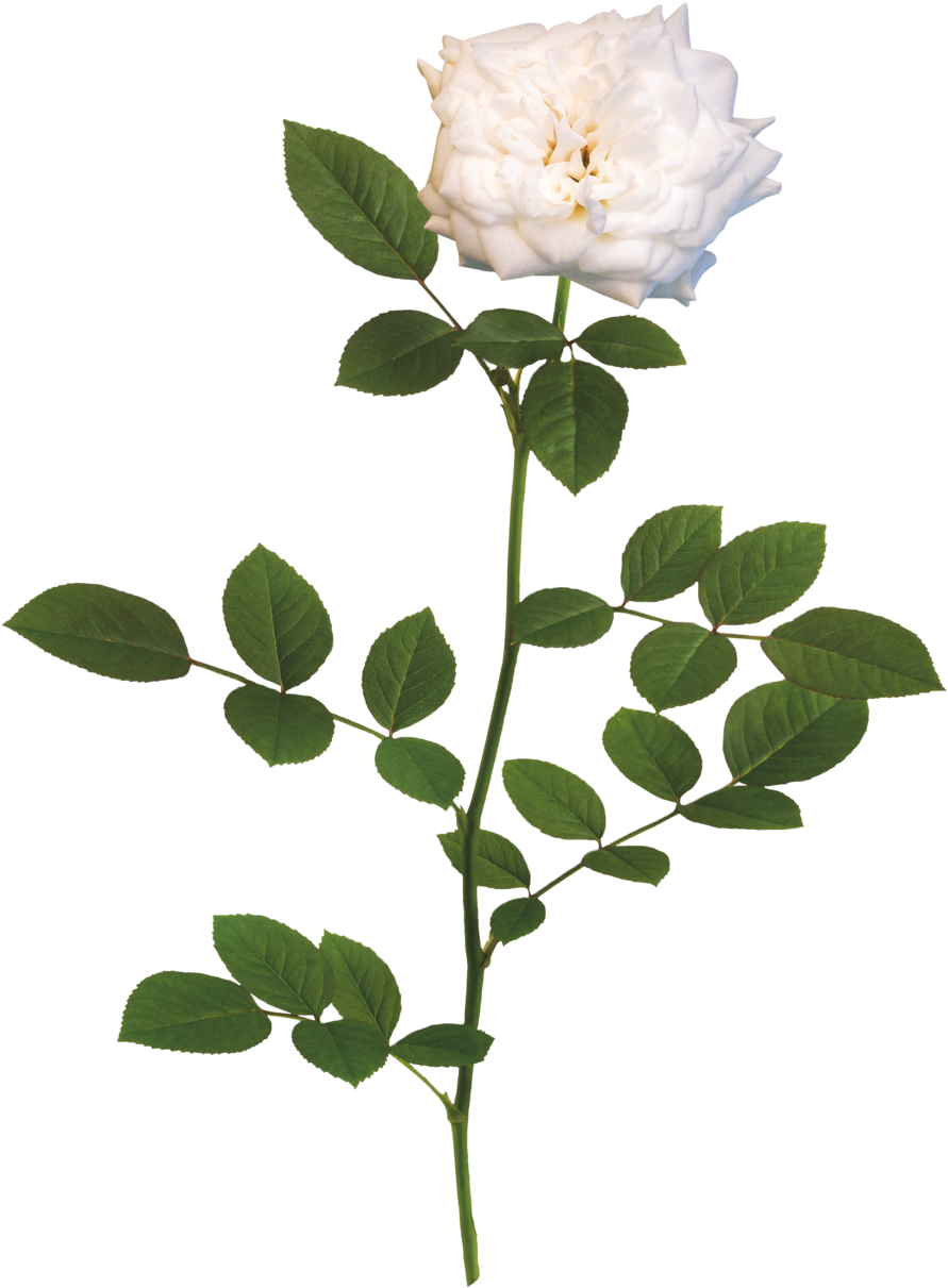 The White Drift® Rose - Rose (1000x1331), Png Download