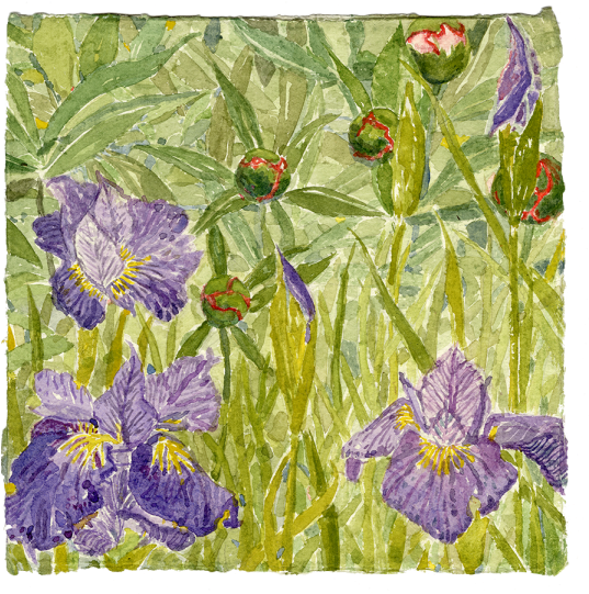 Watercolor - Bellflower (548x540), Png Download