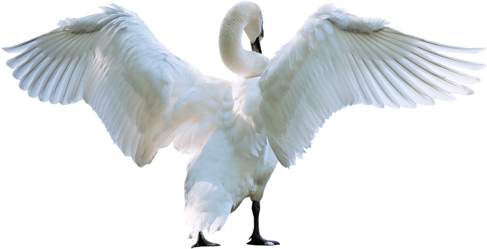 Download Amazing High-quality Latest Png Images Transparent - Swan Png (1024x570), Png Download