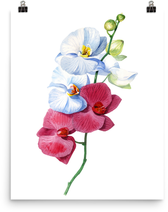 Bright And Colourful Orchid Watercolour Matte Poster - Orchid Watercolour (1000x1000), Png Download