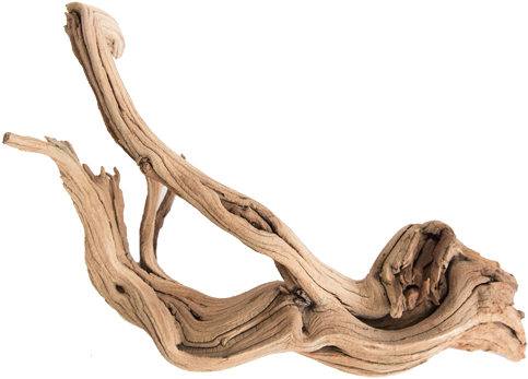 Shap Minifiss Bonsai Canada - Driftwood (500x500), Png Download