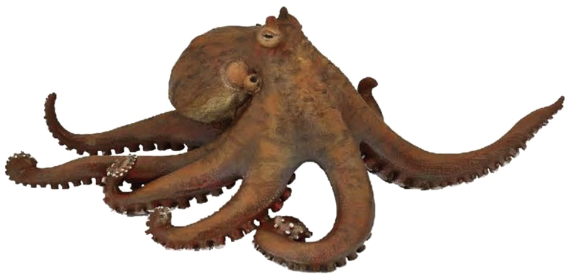 Octopus Png Transparent Picture - Octopus Papo (800x600), Png Download