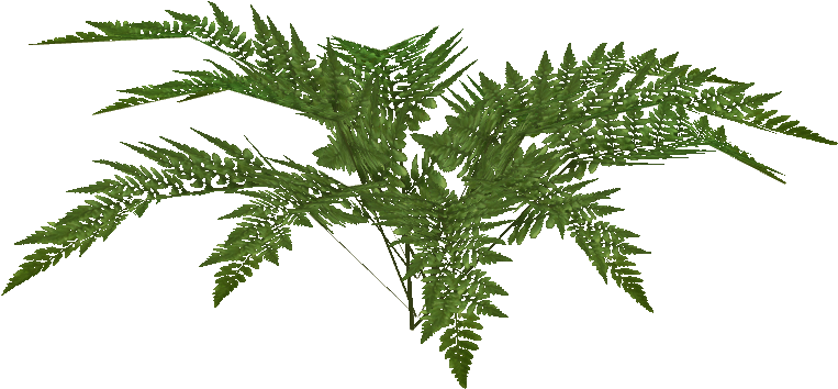 Small Fern - Fern (762x762), Png Download