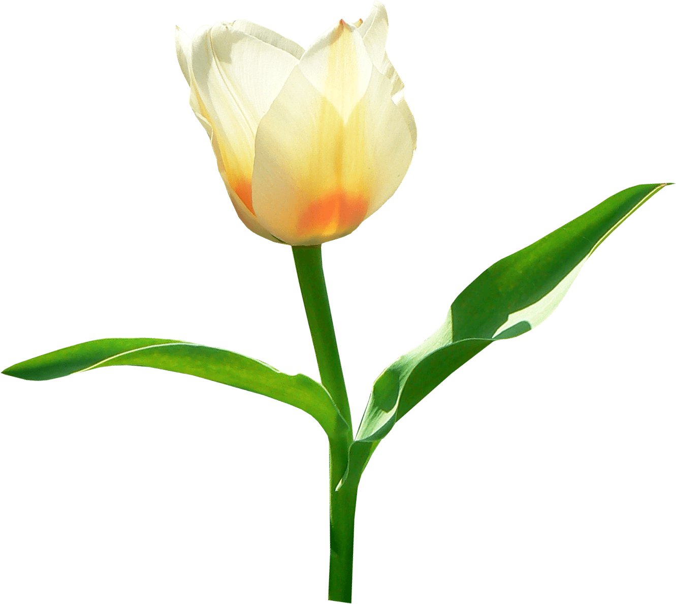 Single White Png Stickpng Jpg Black And White - Tulip (1331x1189), Png Download