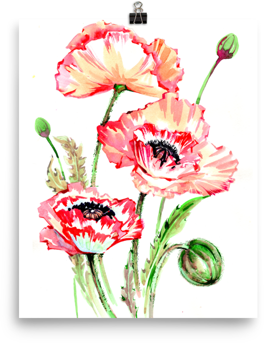 Bright And Floral Poppy Watercolour Matte Poster - Watercolor Painting (1000x1000), Png Download