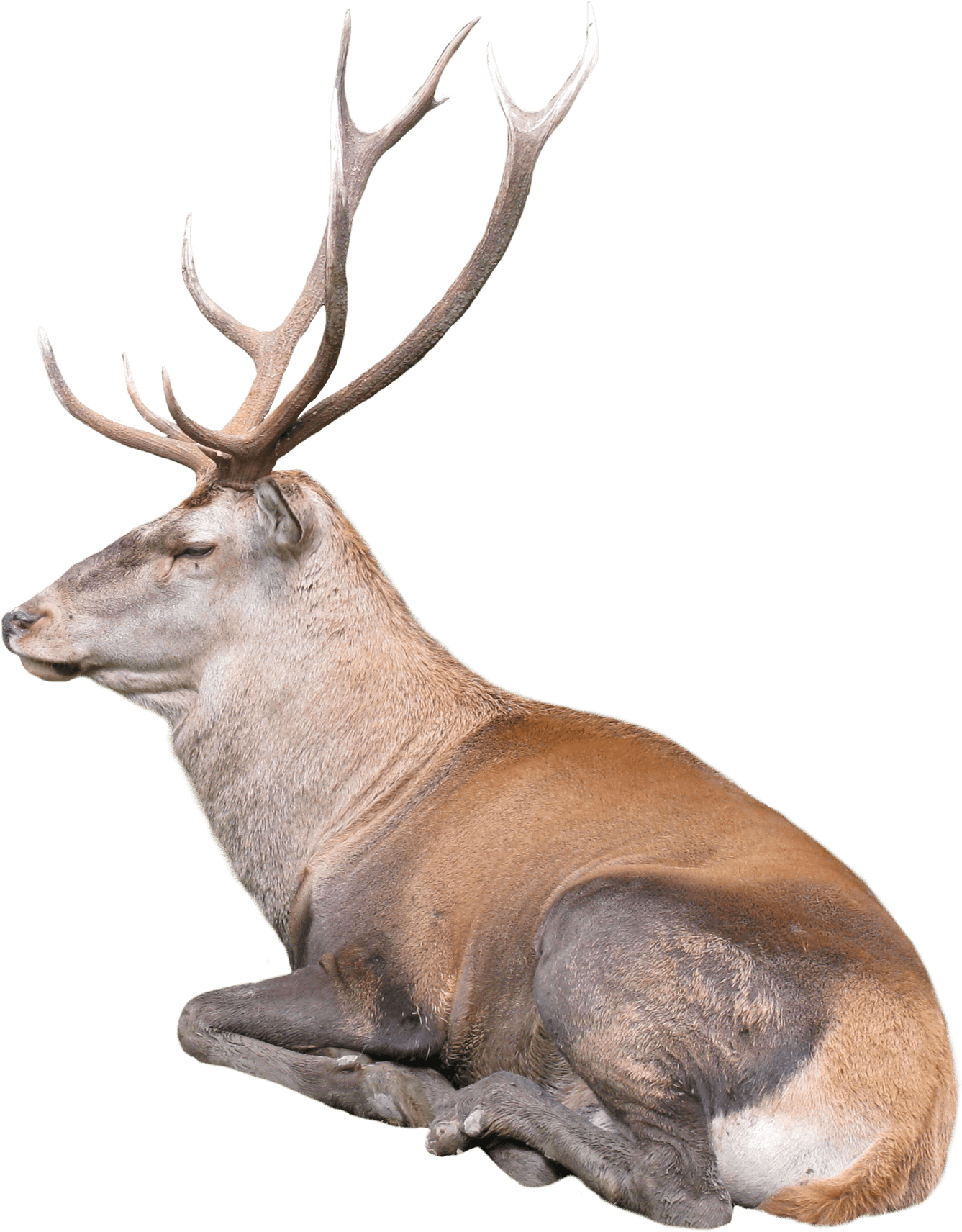 Free Png Reindeer Png Images Transparent - Raindeer Png (480x599), Png Download