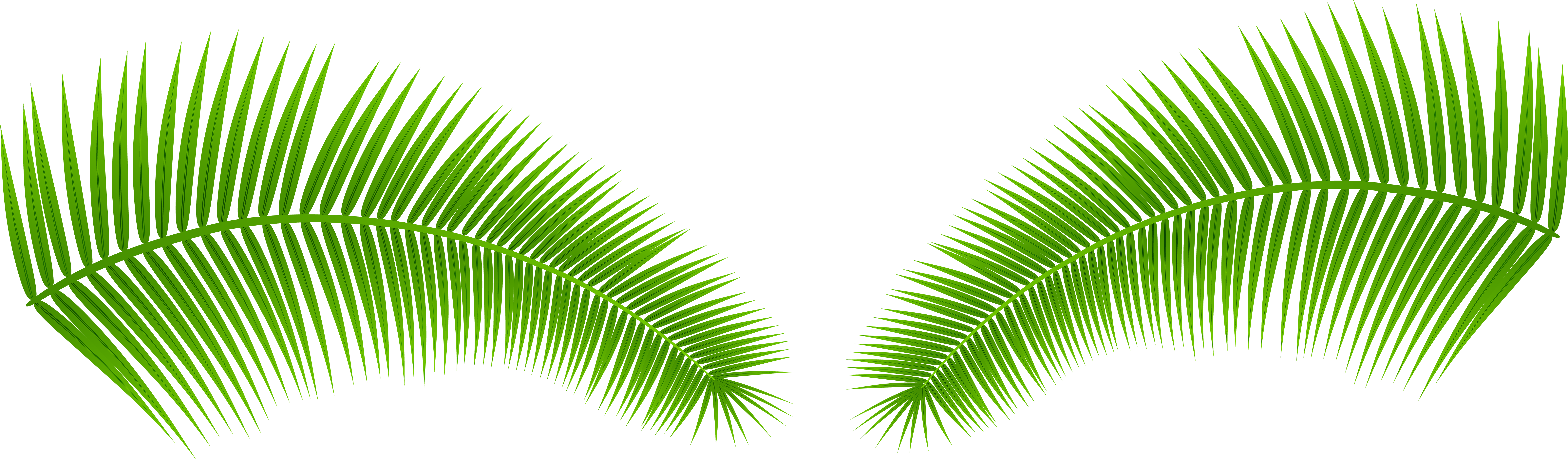 Palm Leaves Transparent Png Clip Art Image (8000x2505), Png Download