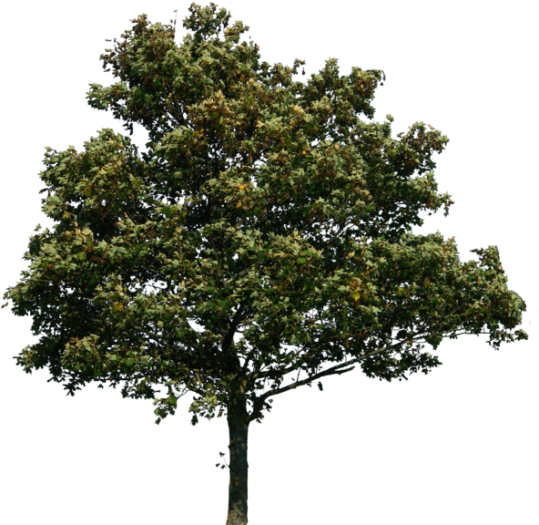 Tree Png (600x581), Png Download
