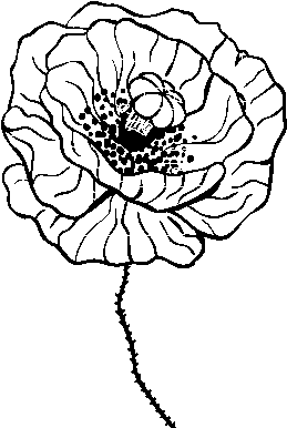 Poppy Flower Coloring Page - Papoila Desenho Para Colorir (600x470), Png Download