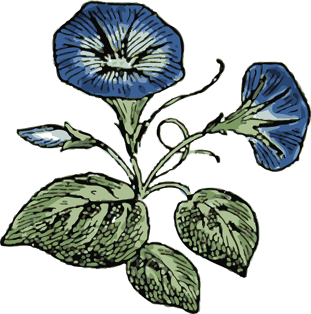 Sketches Of Morning Glories (633x640), Png Download