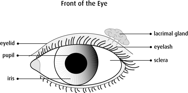 Graphic Of The Front Of The Eye - Eye The Organ Of Sight (633x314), Png Download