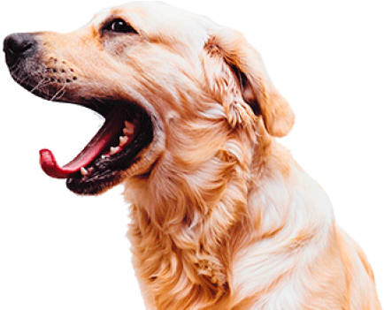 Dog Mouth Png - Dog Open Mouth Png (800x350), Png Download