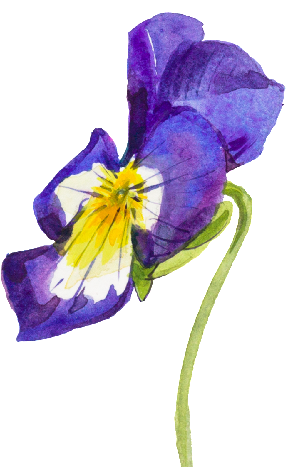 Purple Hand Painted Flowers Watercolor Transparent - Flower (1024x1686), Png Download