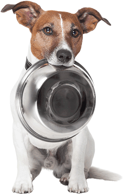 Full Size Is 496 × 481 Pixels - Dog's Guide To Having An Owner (496x481), Png Download