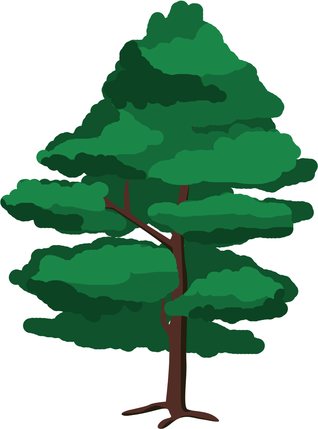 Ilustración Árbol - Red Pine (1600x1600), Png Download