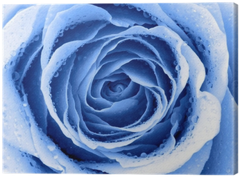 Blue Rose (400x400), Png Download