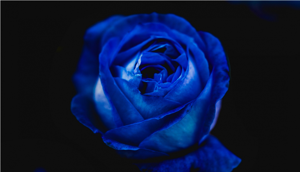 Score 50% - Blue Rose (1000x1000), Png Download