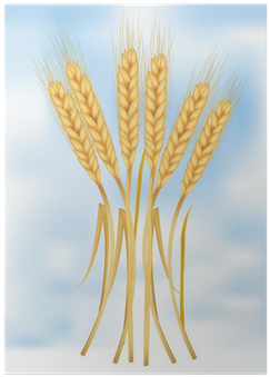Photo-realistic Vector Illustration - Khorasan Wheat (400x400), Png Download