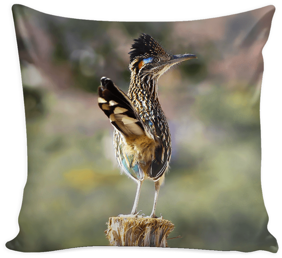 Greater Roadrunner Decor Throw Pillow Cover - Throw Pillow (1024x1024), Png Download