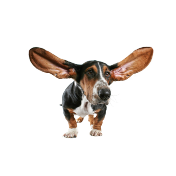 Download HD Ear Cleaning - Big Dog Ears Transparent PNG Image - NicePNG.com