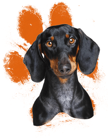 Dachshund: Artified Pets Dog Journal/notebook/diary (437x561), Png Download