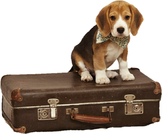 Beagle Puppy Dog Suitcase Travel Doggo Svg Free Download - Viaje Perro (800x579), Png Download