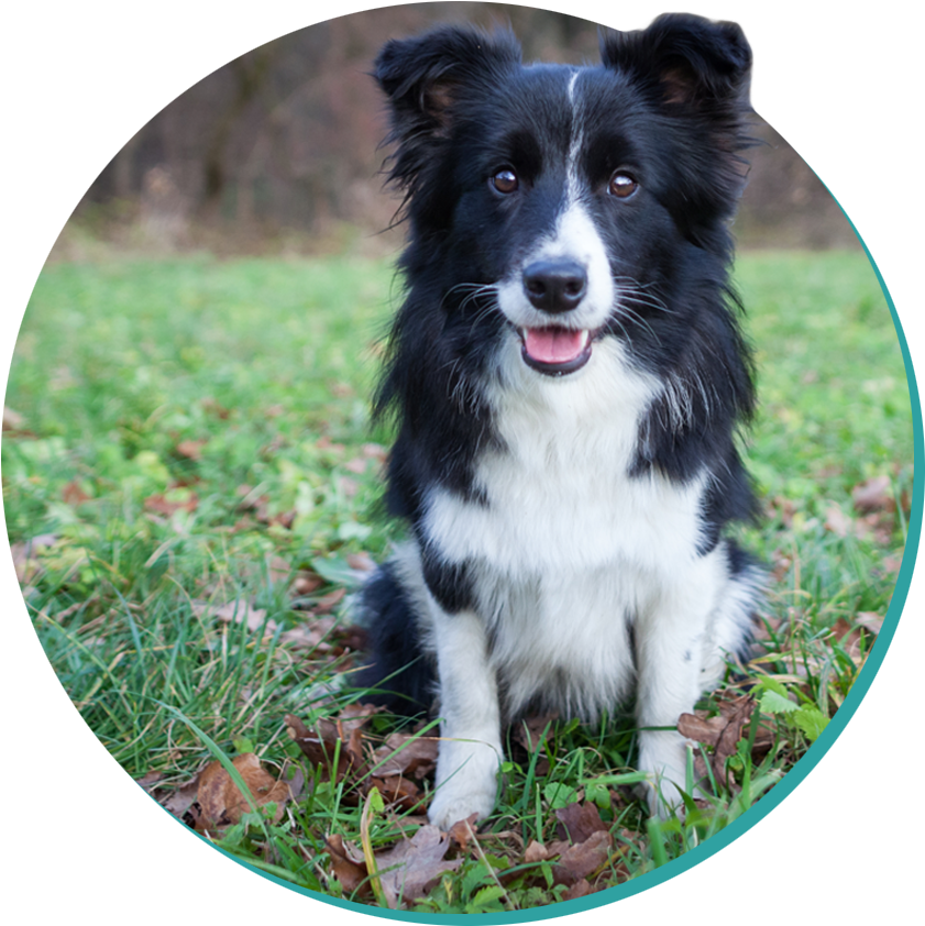 Picture - Dog (942x980), Png Download