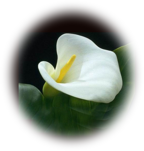 Flossie H - Jackson - Calla Lily (557x584), Png Download